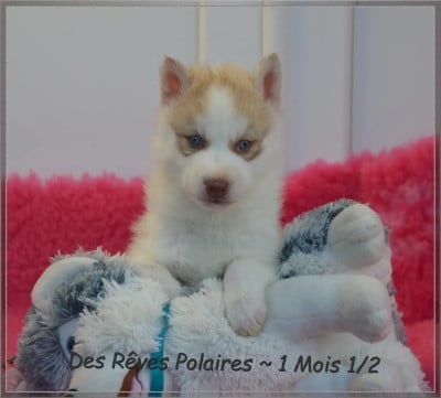 Les chiots de Siberian Husky