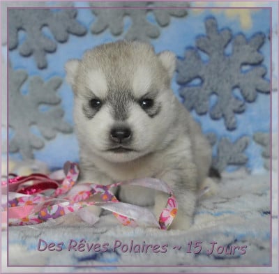 Les chiots de Siberian Husky