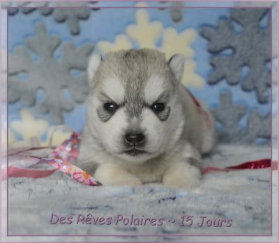 Les chiots de Siberian Husky
