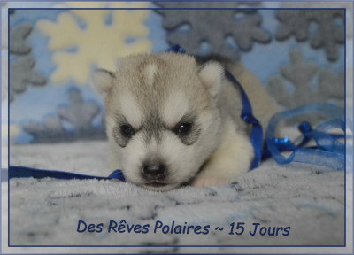 Les chiots de Siberian Husky