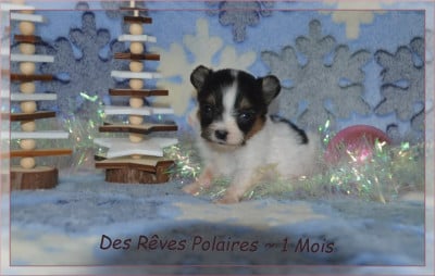 Les chiots de Epagneul nain Continental (Papillon)