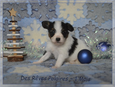 Les chiots de Epagneul nain Continental (Papillon)