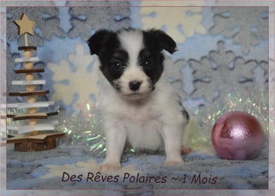 Les chiots de Epagneul nain Continental (Papillon)
