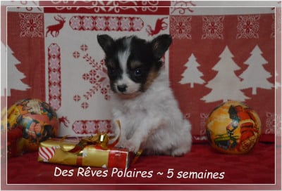 Les chiots de Epagneul nain Continental (Papillon)