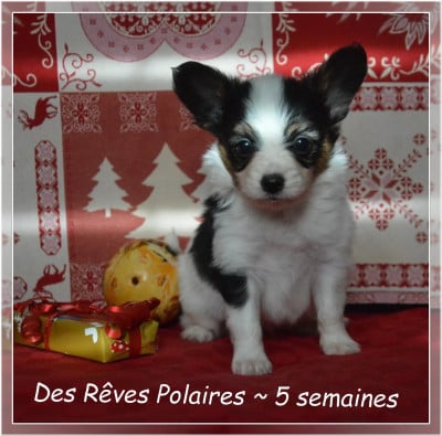 Les chiots de Epagneul nain Continental (Papillon)
