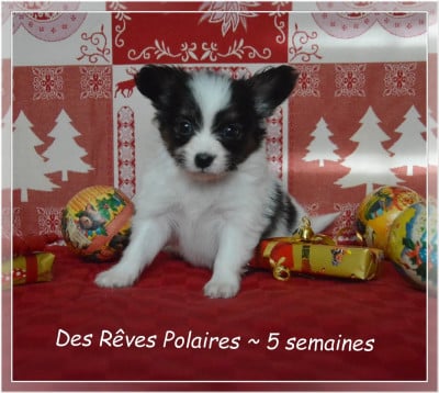 Les chiots de Epagneul nain Continental (Papillon)