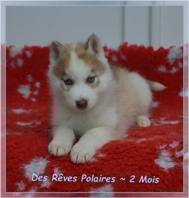 Les chiots de Siberian Husky