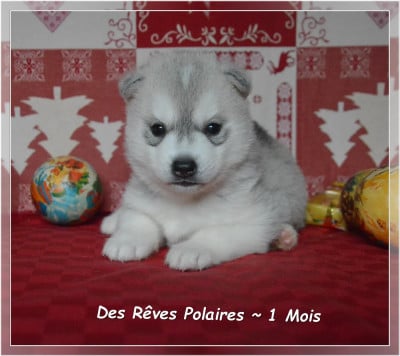 Les chiots de Siberian Husky