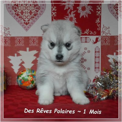 Les chiots de Siberian Husky
