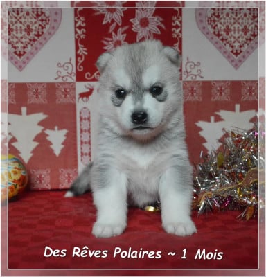 Les chiots de Siberian Husky