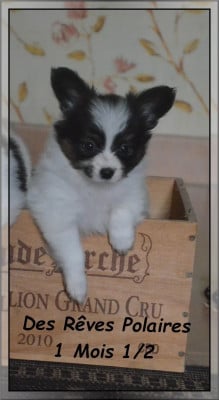 Les chiots de Epagneul nain Continental (Papillon)