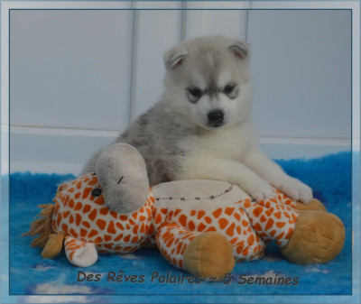 Les chiots de Siberian Husky