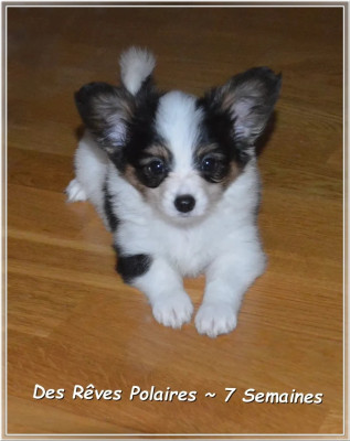 Les chiots de Epagneul nain Continental (Papillon)