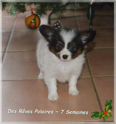 Les chiots de Epagneul nain Continental (Papillon)