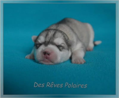 CHIOT 2 - Siberian Husky