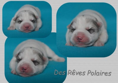 CHIOT 3 - Siberian Husky