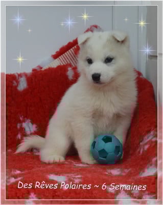 Les chiots de Siberian Husky