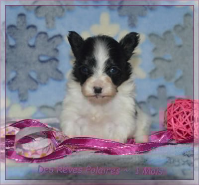 Les chiots de Epagneul nain Continental (Papillon)