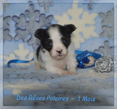 Les chiots de Epagneul nain Continental (Papillon)