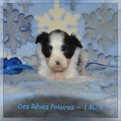 Les chiots de Epagneul nain Continental (Papillon)