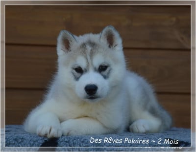 Les chiots de Siberian Husky