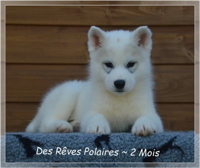 Les chiots de Siberian Husky