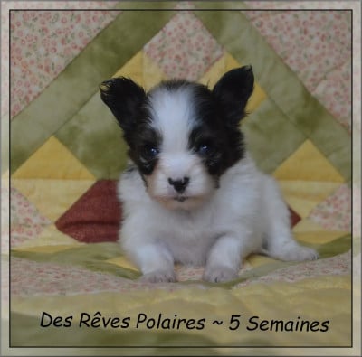 Les chiots de Epagneul nain Continental (Papillon)