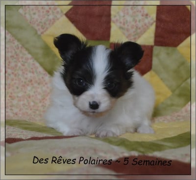 Les chiots de Epagneul nain Continental (Papillon)