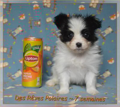 Les chiots de Epagneul nain Continental (Papillon)