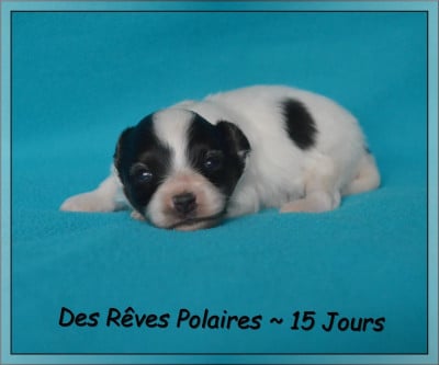 Les chiots de Epagneul nain Continental (Papillon)