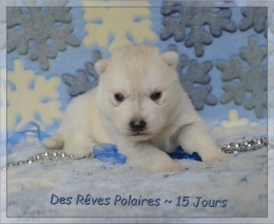 Les chiots de Siberian Husky