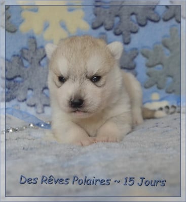 Les chiots de Siberian Husky