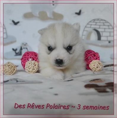 Les chiots de Siberian Husky