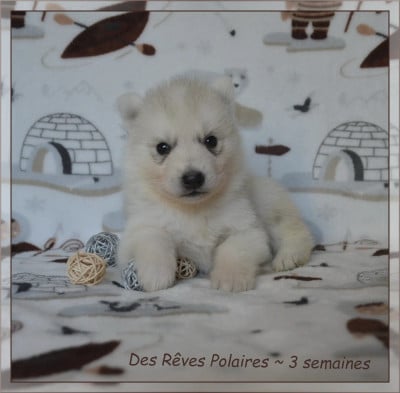 Les chiots de Siberian Husky