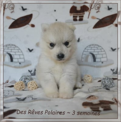 Les chiots de Siberian Husky