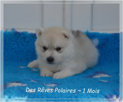 Les chiots de Siberian Husky