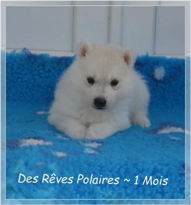 Les chiots de Siberian Husky