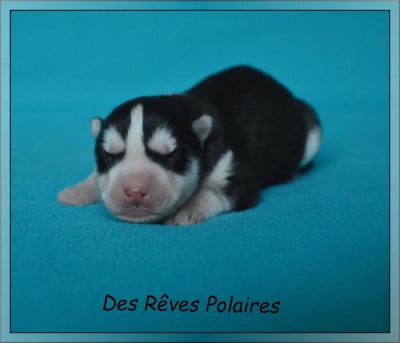 Chiot N°1 - Siberian Husky