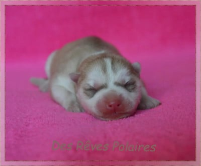 Les chiots de Siberian Husky