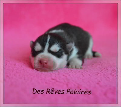 Chiot N°4 - Siberian Husky