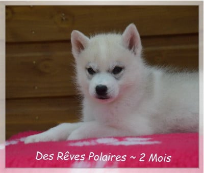 Les chiots de Siberian Husky