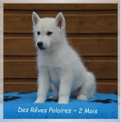 Les chiots de Siberian Husky