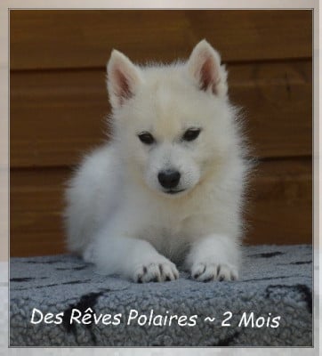 Les chiots de Siberian Husky