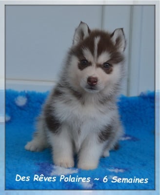 Les chiots de Siberian Husky