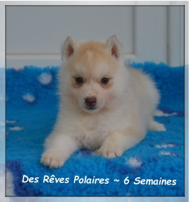 Les chiots de Siberian Husky