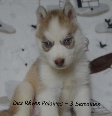 Les chiots de Siberian Husky