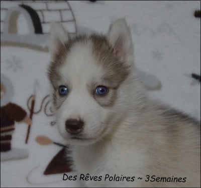 Les chiots de Siberian Husky