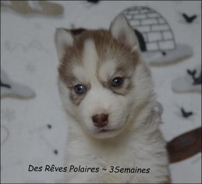 Les chiots de Siberian Husky