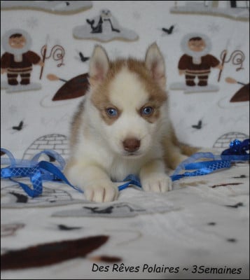 Les chiots de Siberian Husky