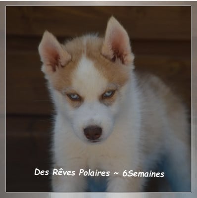 Les chiots de Siberian Husky